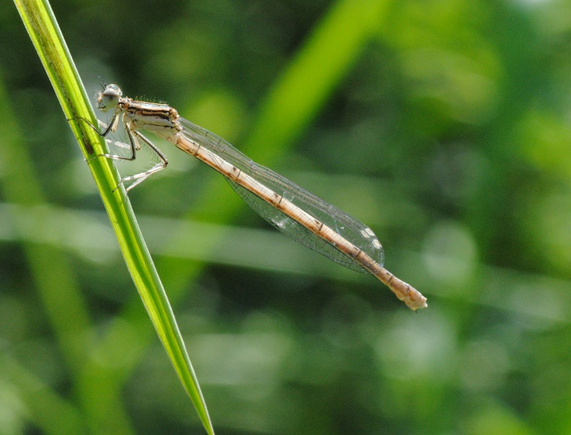 Id.: Platycnemis pennipes